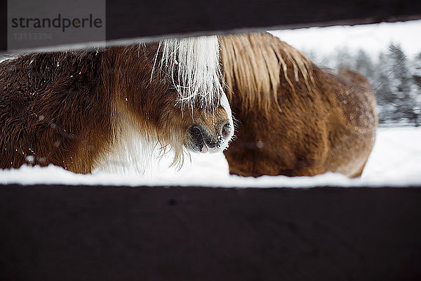 Nahaufnahme von Pferden  die im Winter durch den Zaun gesehen wurden