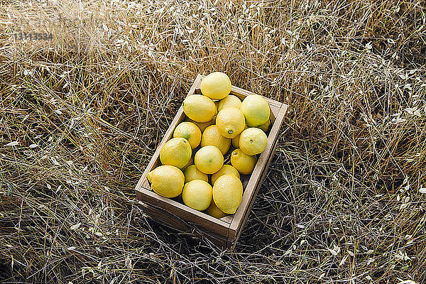 Korb voller Zitronen auf dem Feld