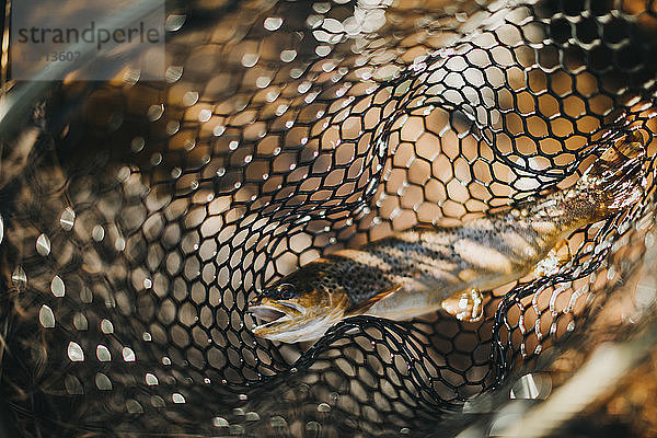 Hochwinkelansicht von Fischen im Fischernetz