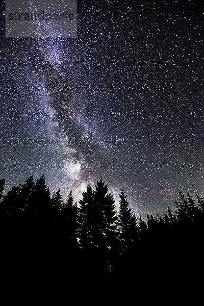 Tiefwinkelansicht von Silhouettenbäumen gegen die Milchstraße bei Nacht