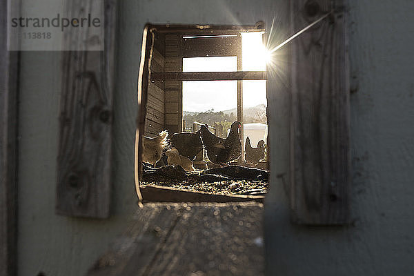 Hühner im Hühnerstall durch Fenster gesehen