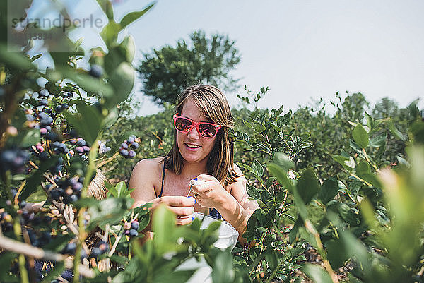 Frau mit Sonnenbrille beim Sammeln von Blaubeeren auf dem Bauernhof im Sommer