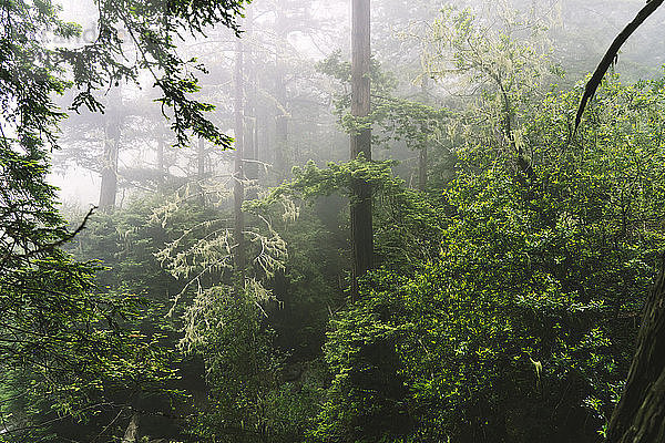 Landschaftliche Ansicht des Waldes bei nebligem Wetter