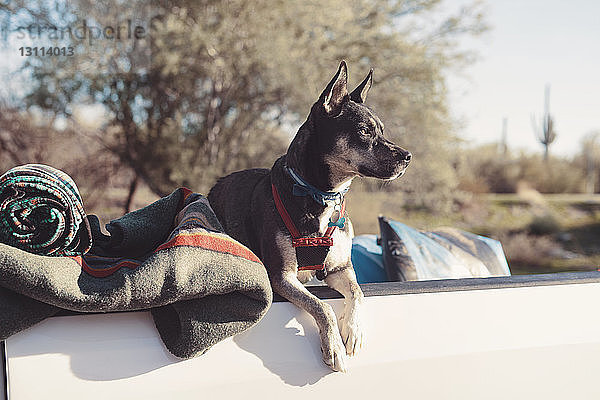 Hund sitzt mit Decken im Pick-up