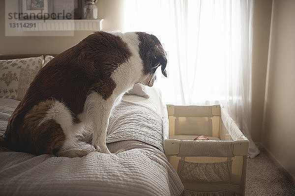 Bernhardiner schaut Baby  das im Bettchen schläft  während es auf dem Bett sitzt