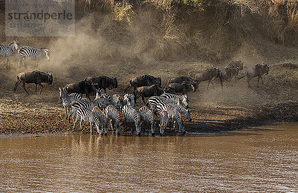 Gnus und Zebras am Flussufer im Serengeti-Nationalpark