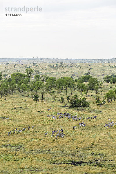 Hochwinkelansicht von Zebras auf dem Feld im Serengeti-Nationalpark gegen den Himmel