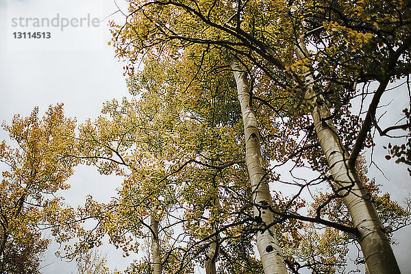 Niedrigwinkelansicht von Bäumen gegen den Himmel im Herbst