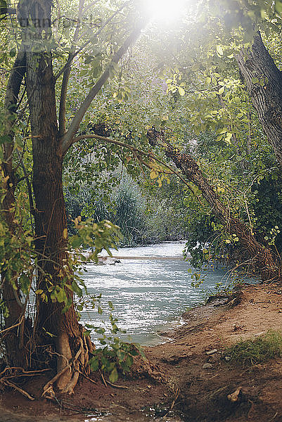 Landschaftliche Ansicht eines fließenden Flusses durch Bäume im Wald gesehen