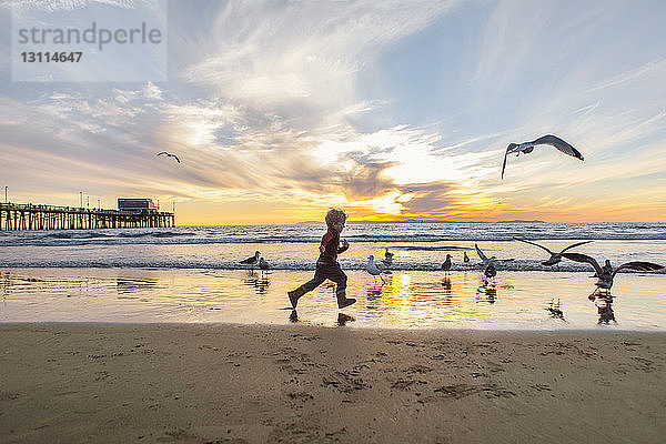 Mädchen spielt bei Sonnenuntergang mit Möwen am Strand gegen den Himmel