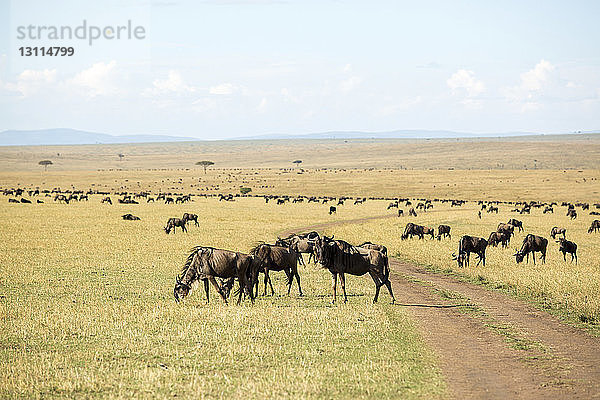 Gnus auf dem Feld im Serengeti-Nationalpark