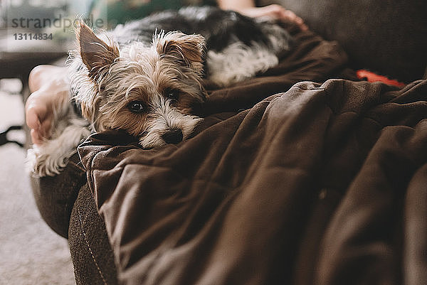 Porträt eines Yorkshire Terriers  der sich mit einem Jungen auf dem Sofa zu Hause entspannt