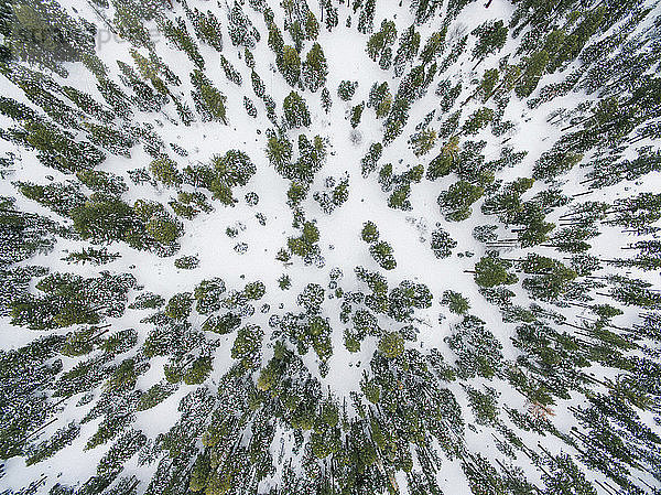 Draufsicht auf schneebedeckten Wald
