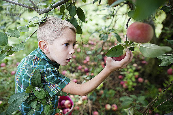 Schrägansicht eines Jungen beim Äpfelpflücken während der Ernte im Obstgarten