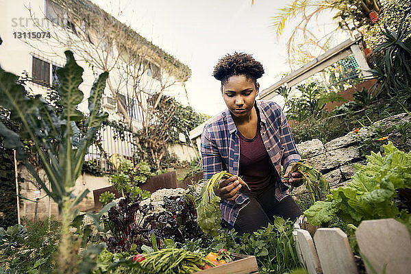 Junge Frau erntet frisches Gemüse auf Biobauernhof