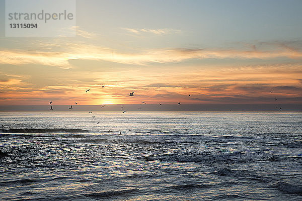 Scherenschnittvögel fliegen bei Sonnenuntergang über das Meer gegen den Himmel