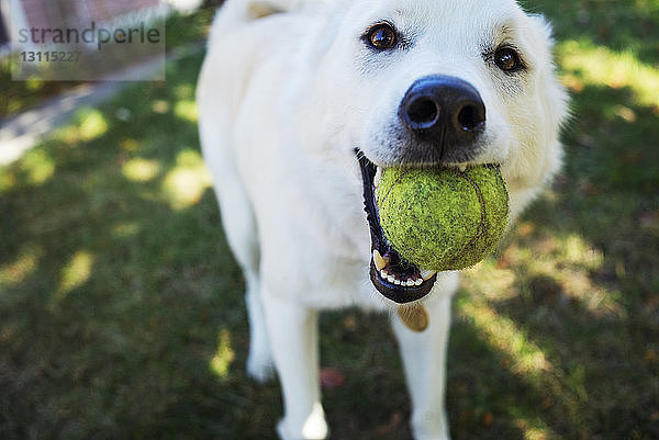 Porträt eines weißen Hundes  der den Ball im Maul hält  während er im Hof steht