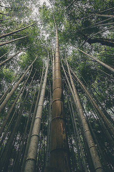 Idyllische Ansicht eines Bambushains mit niedrigem Winkel