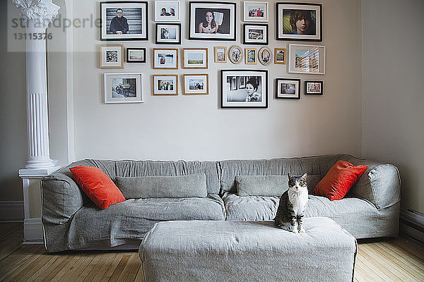 Katze sitzt auf Ottomane beim Sofa gegen Bilderrahmen an der Wand zu Hause