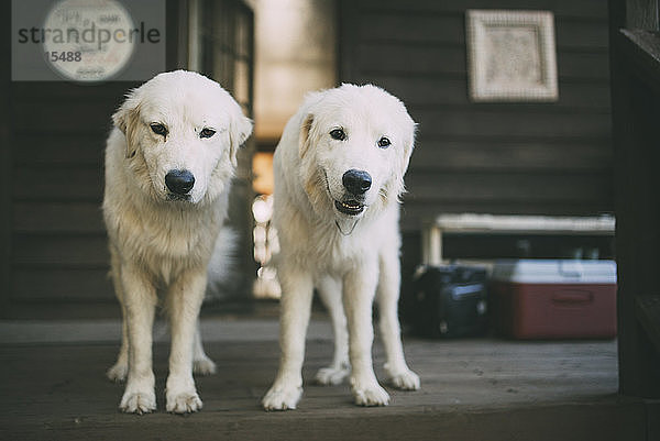 Hunde stehen auf der Veranda vor dem Haus