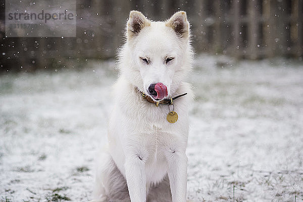 Hund sitzt auf schneebedecktem Feld
