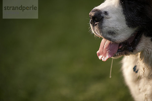 Nahaufnahme eines Hundes mit herausgestreckter Zunge im Hinterhof