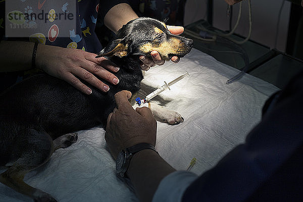 Ausgeschnittenes Bild von Tierärzten  die den Hund in der Klinik untersuchen