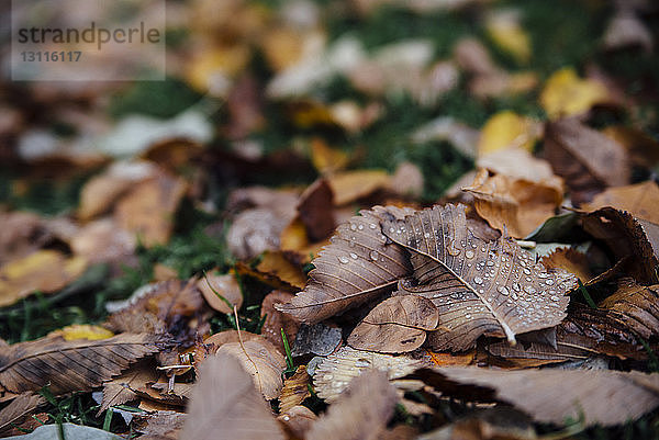 Hochwinkelaufnahme von nassem Herbstlaub  das im Park auf das Feld gefallen ist