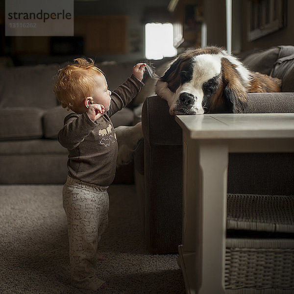 Neugieriger kleiner Junge in voller Länge berührt Hundeohr  während er zu Hause steht