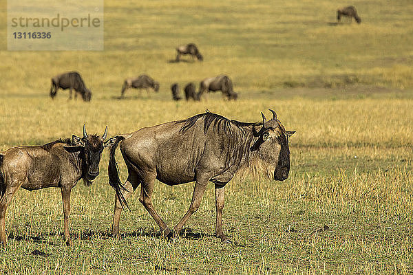 Gnus auf dem Feld im Serengeti-Nationalpark