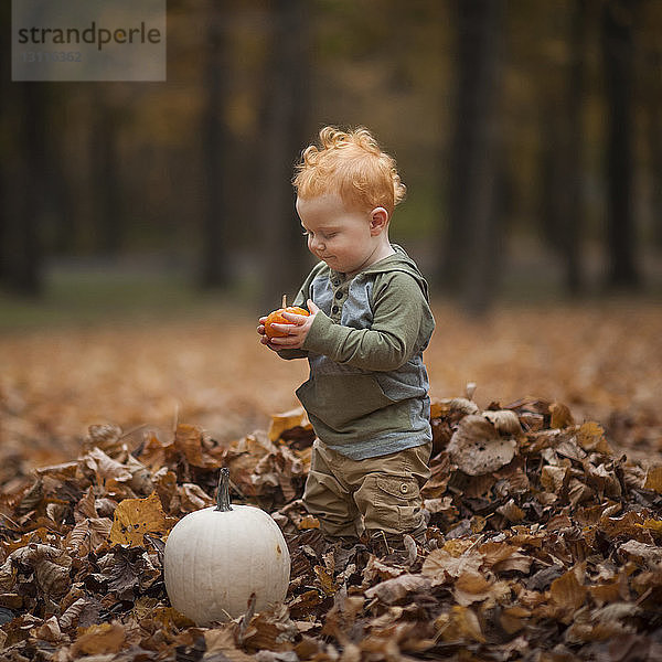 Süßer kleiner Junge schaut Kürbis an  während er im Park auf trockenen Blättern steht