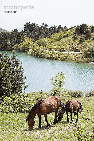 Pferde weiden auf dem Feld am Fluss