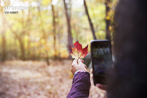 Ausschnitt einer Frau  die im Herbst Ahornblatt im Wald fotografiert