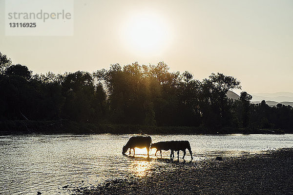 Silhouette Kühe trinken Wasser im See gegen den Himmel bei Sonnenuntergang