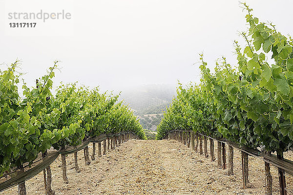 Reihen von Traubenpflanzen am Weinberg gegen den Himmel