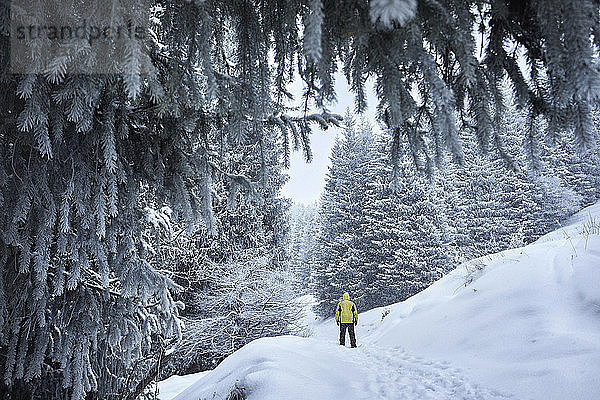 Rückansicht eines männlichen Wanderers  der auf einem schneebedeckten Feld im Wald steht
