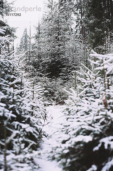 Szenische Ansicht von schneebedeckten Fichten  die im Wald wachsen