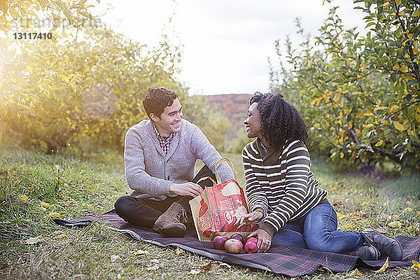 Paar mit Äpfeln  die sich gegenseitig ansehen  während sie auf einer Decke im Obstgarten sitzen