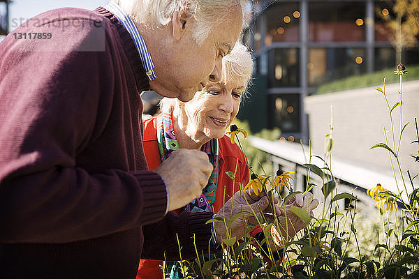 Glückliches älteres Ehepaar untersucht Blumen