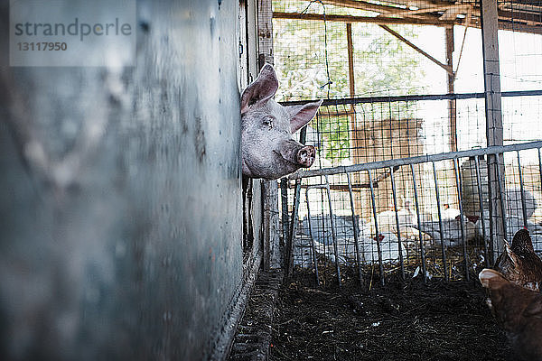 Schwein und Henne im Käfig auf dem Bauernhof