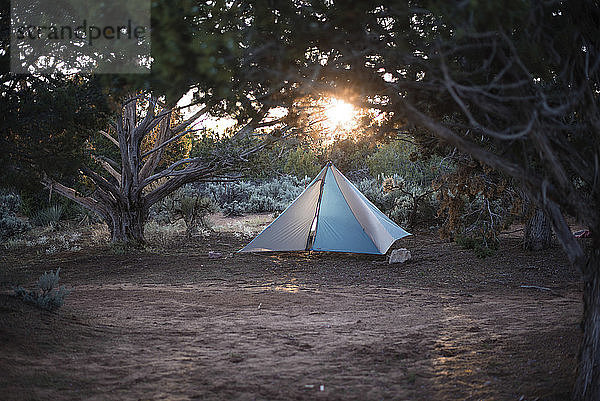 Zelt auf dem Feld im Wald bei Sonnenuntergang