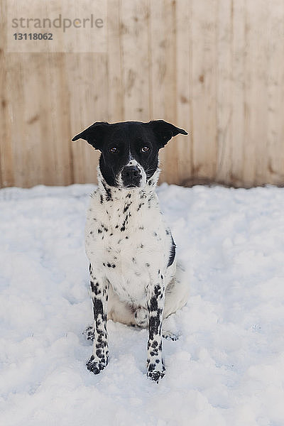 Nahaufnahme-Porträt eines Hundes  der auf einem schneebedeckten Feld sitzt