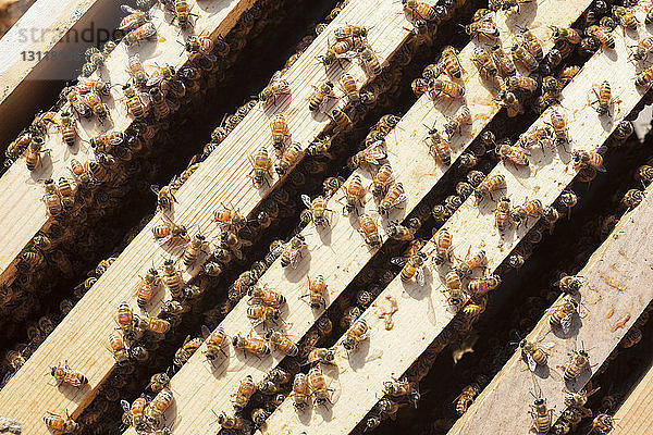 Draufsicht von Honigbienen auf Holzrahmen