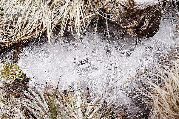 Hochwinkelaufnahme von gefrorenem Wasser inmitten von Gras im Wald