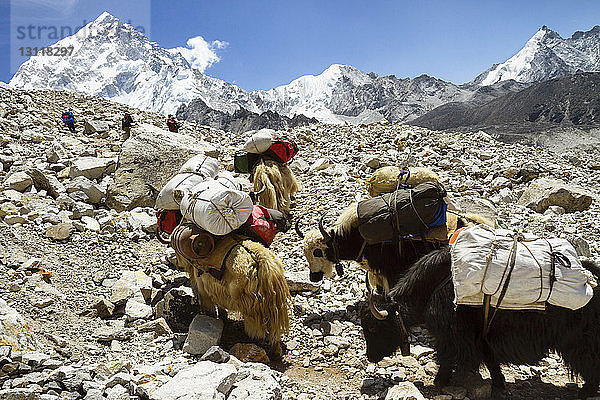 Yaks auf dem Mt. Everest gegen den Himmel