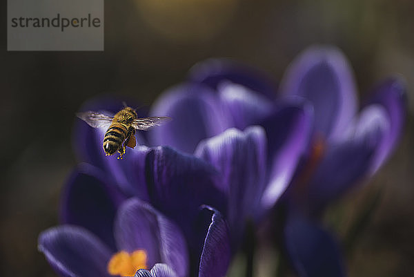 Nahaufnahme einer Honigbiene  die über Blumen fliegt