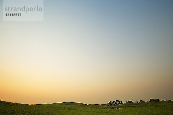 Szenische Ansicht eines Grasfeldes gegen klaren Himmel bei Sonnenuntergang