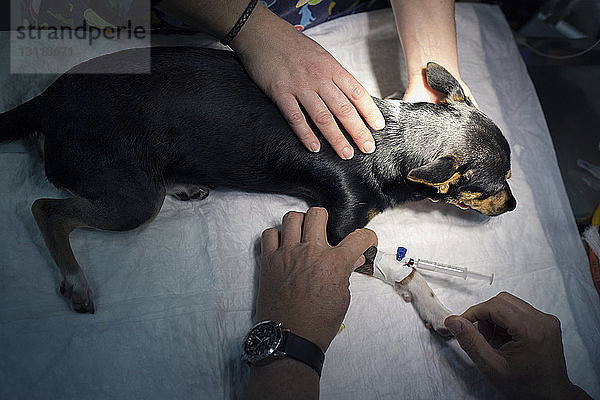 Draufsicht auf einen Hund  der von Tierärzten in der Klinik untersucht wird
