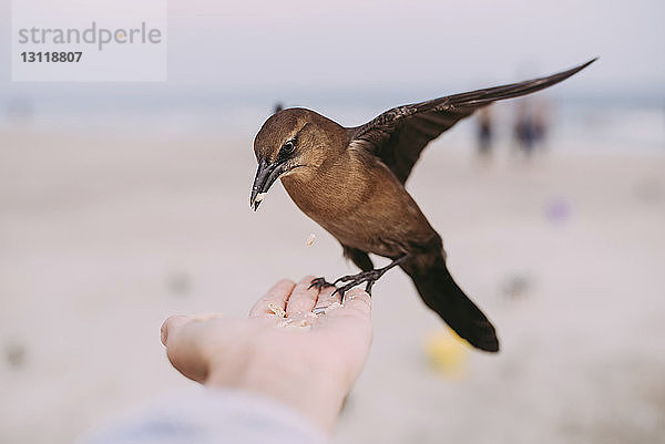 Nahaufnahme eines Menschen  der einen Vogel am Strand füttert