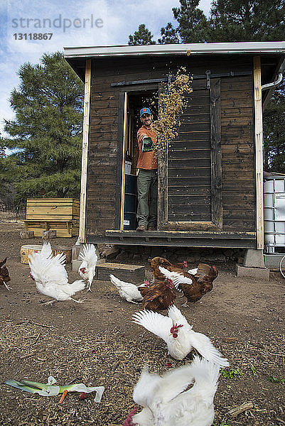 Mann betrachtet Hennen  während er in der Kabine steht